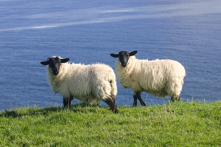 lthubbard-sheep-0219